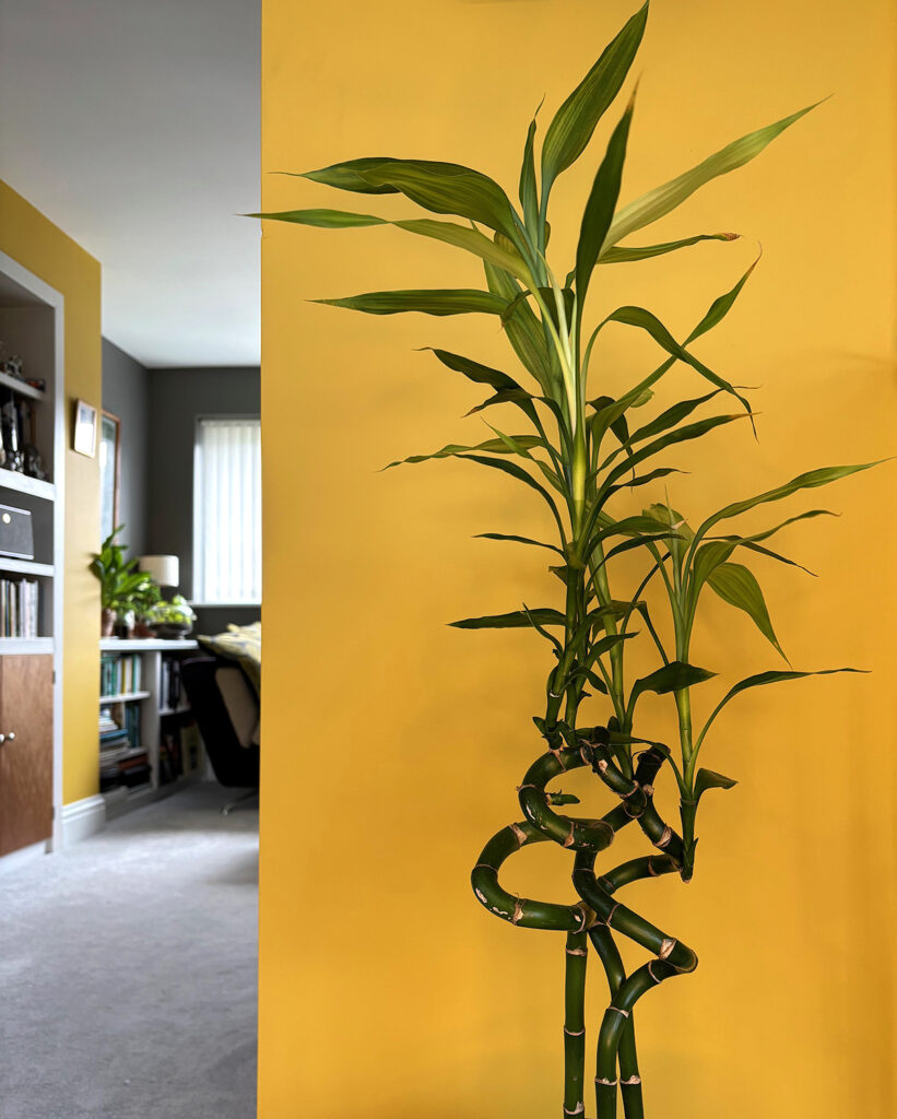 Lucky bamboo