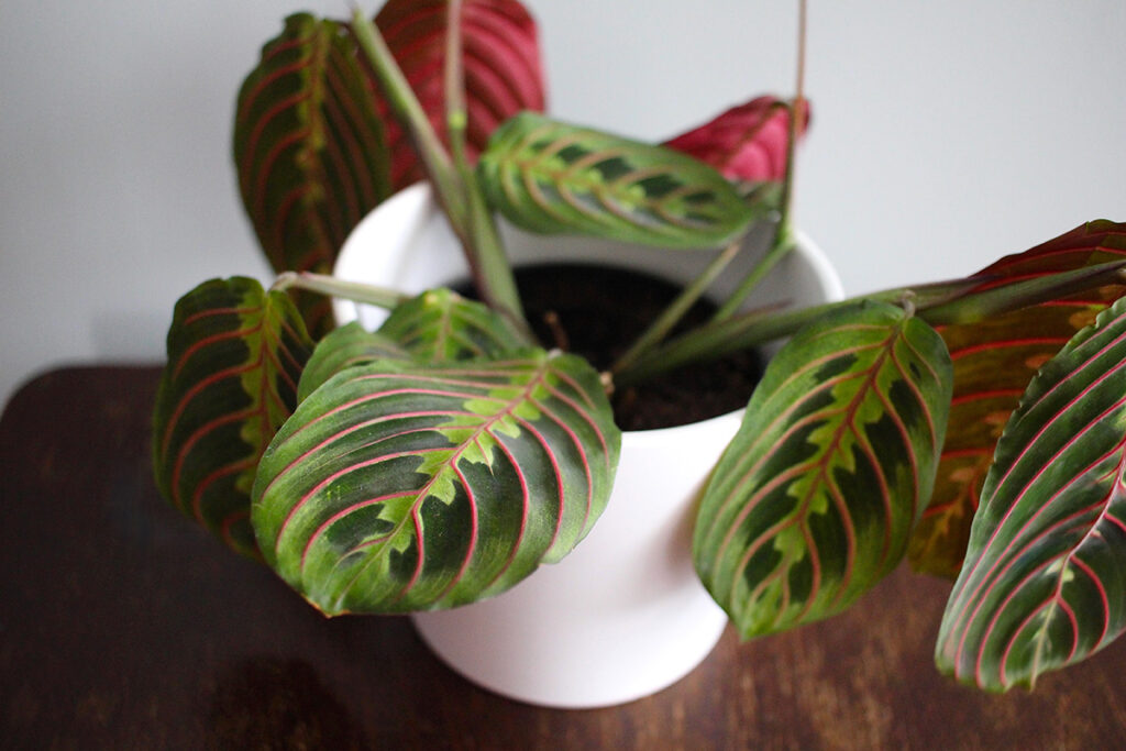 Maranta leuconeura