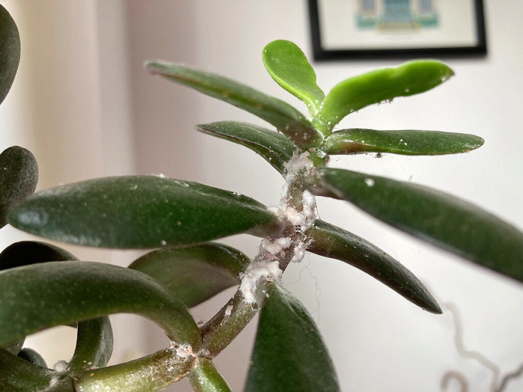 mealybug on crassula ovata