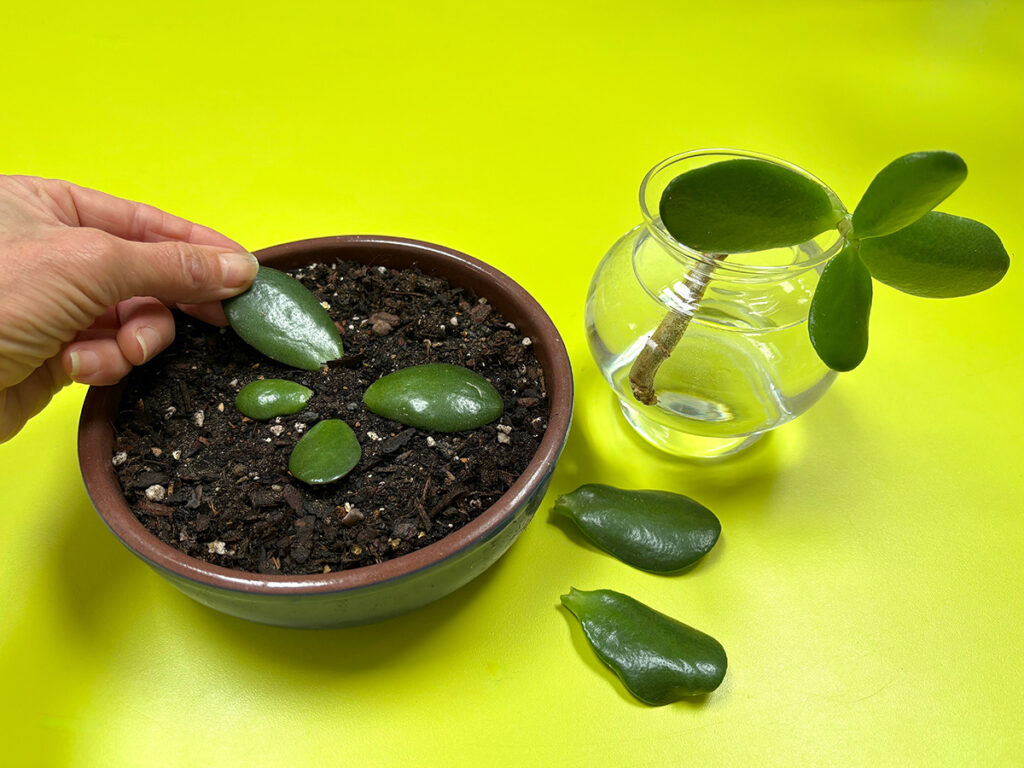 Propagating crassula ovata jade plants