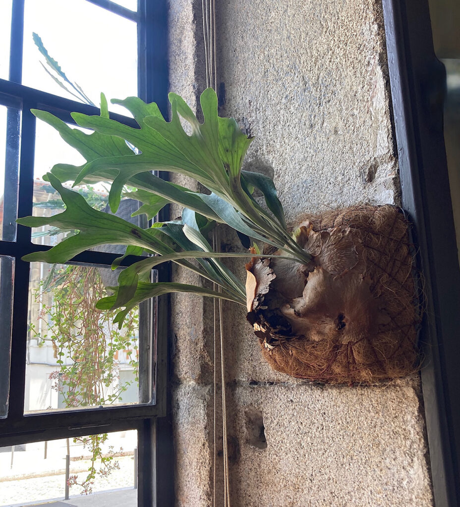 Staghorn Fern