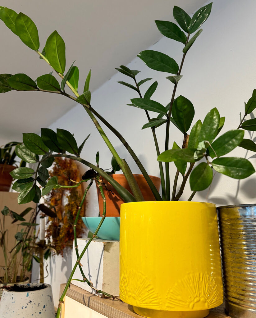 zz plant