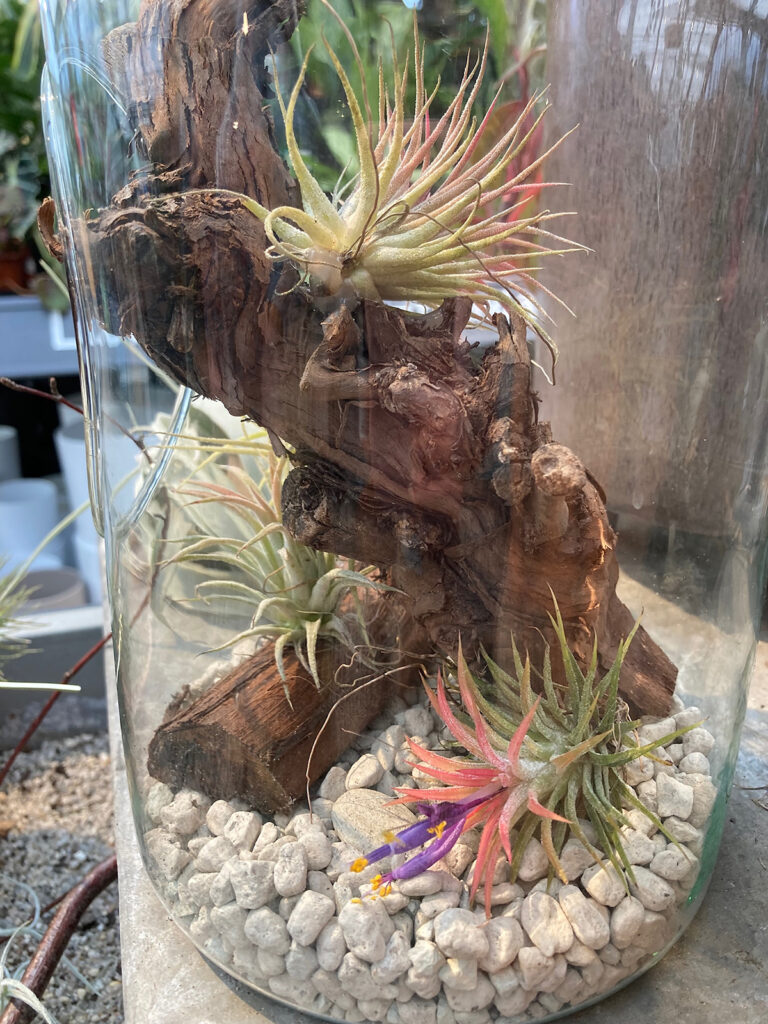 Air plants