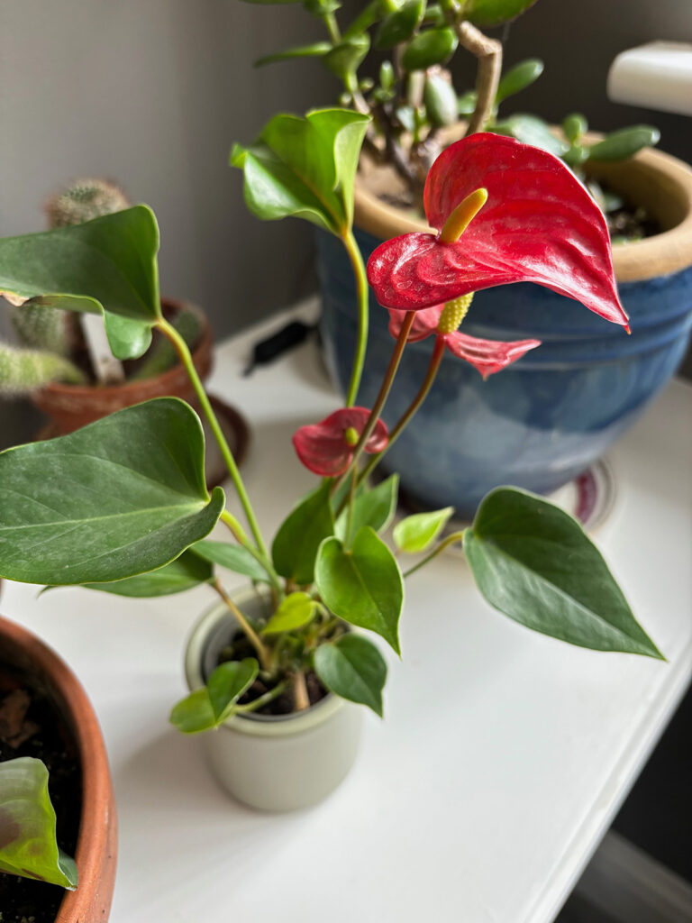 Anthurium andreanum on shelf