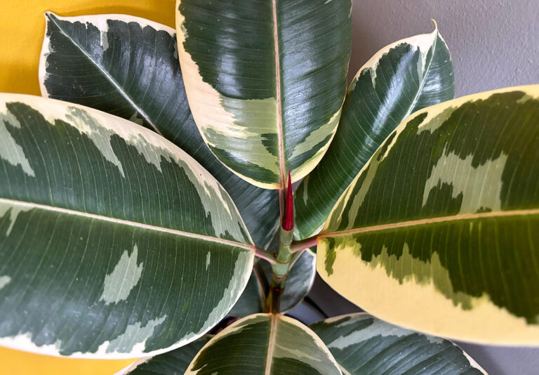 Ficus elastica Tineke