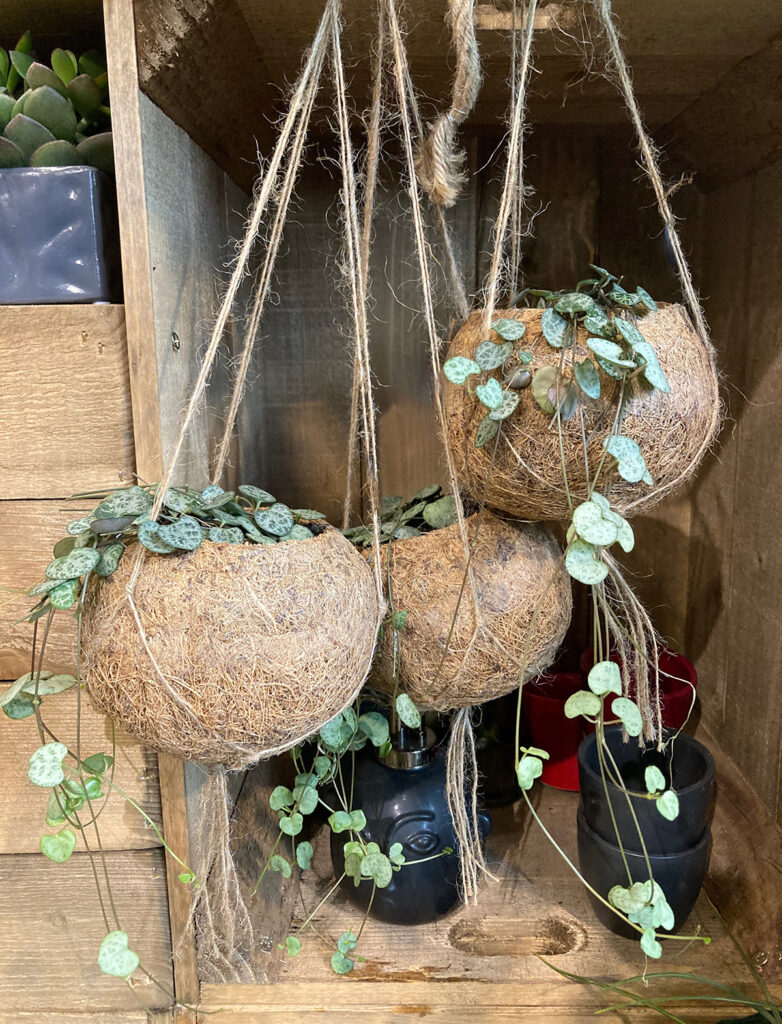 Kokedama coconut fibre hanging planter