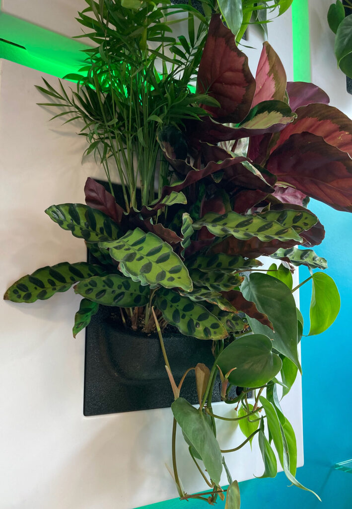 Living plant frame
