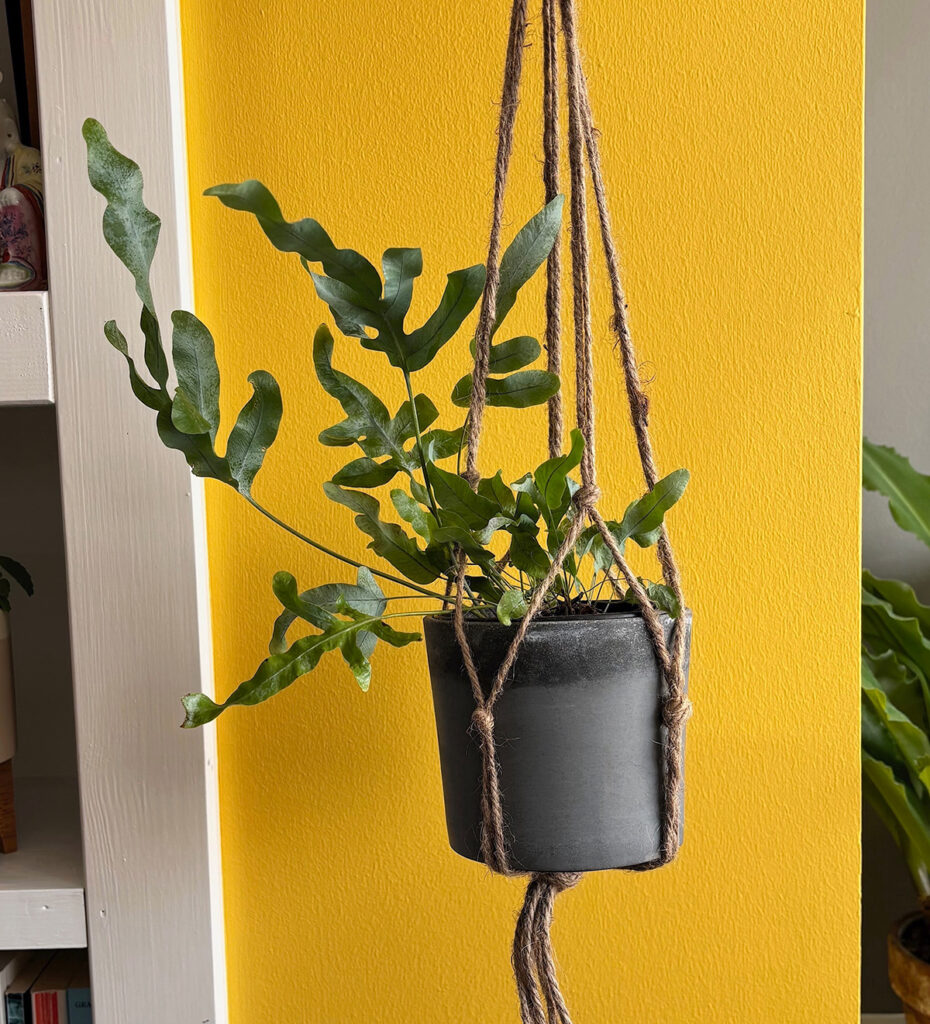 Macrame plant hanger