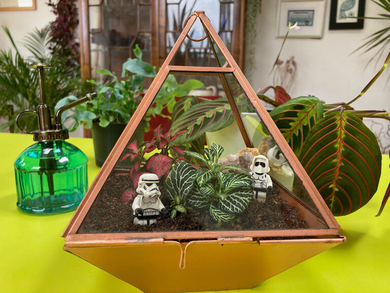 Mini terrarium