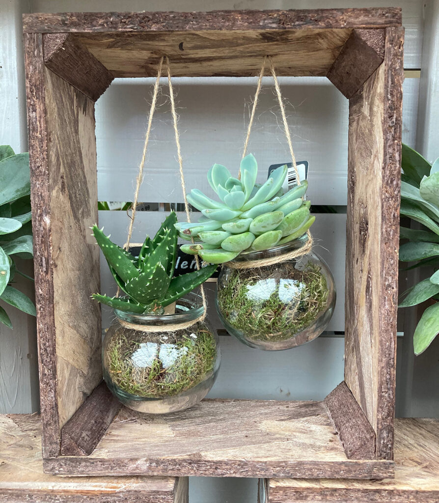 Succulents in a jar