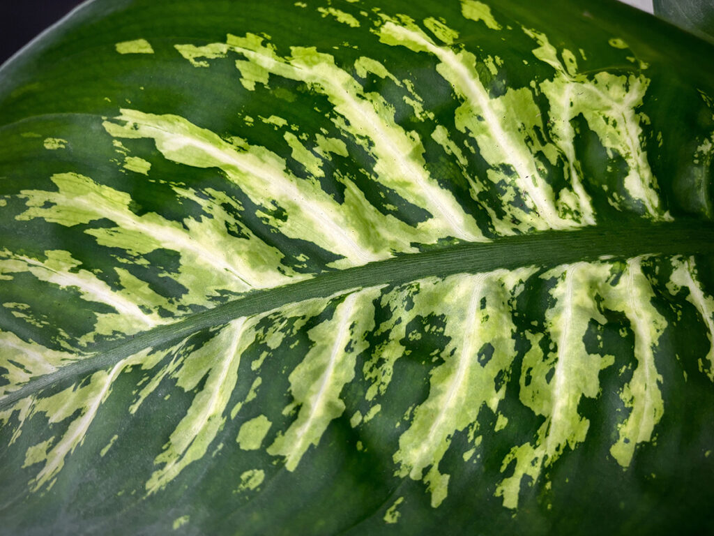 Dieffenbachia leaf