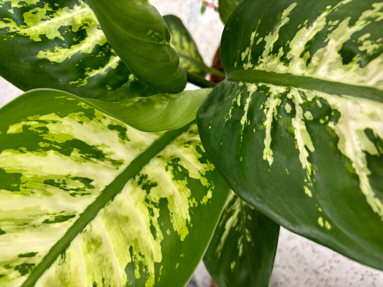 Dieffenbachia foliage