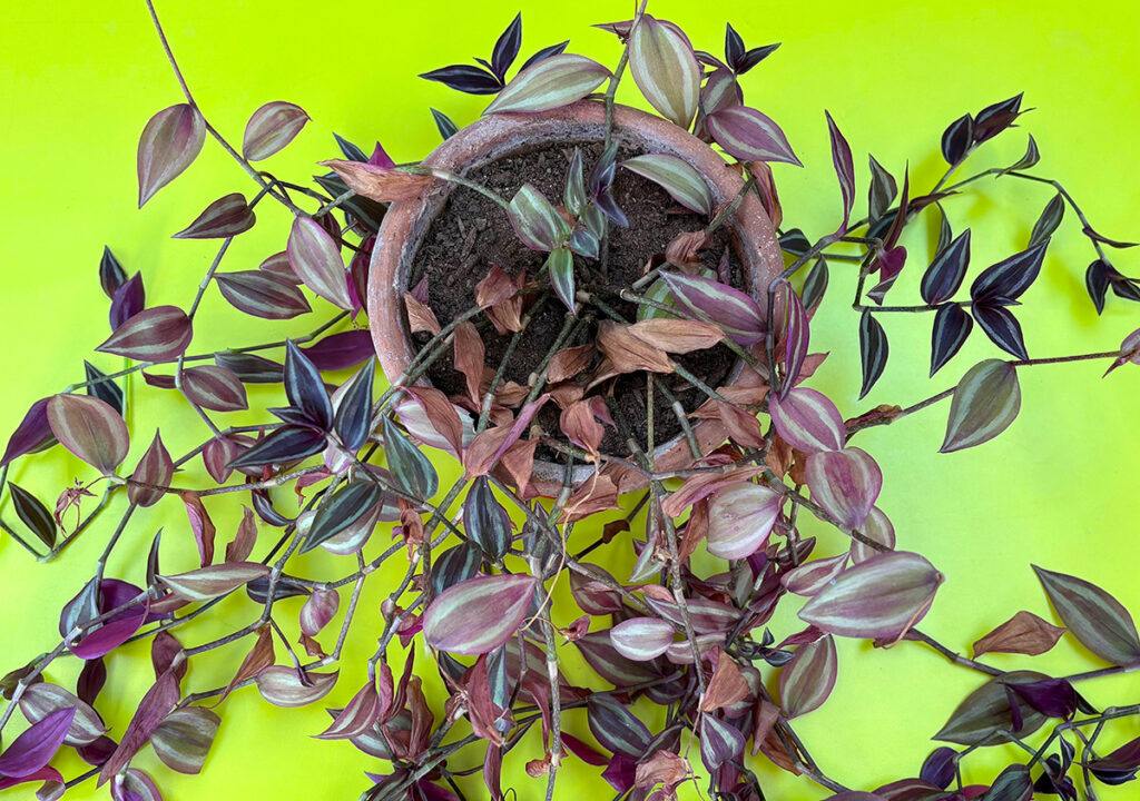 Tradescantia zebrina 