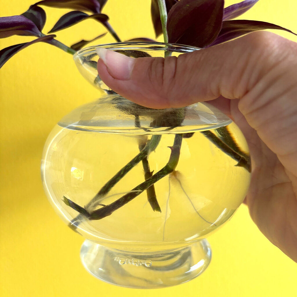 tradescantia cuttings in water
