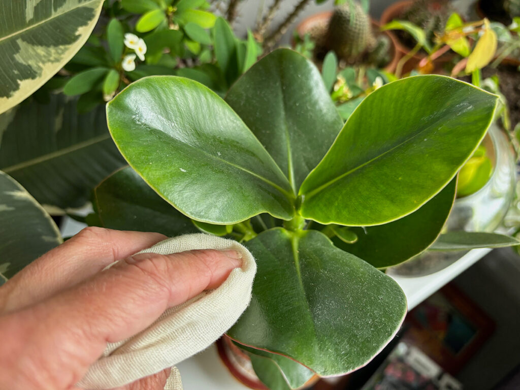 Dusting foliage of autograph tree