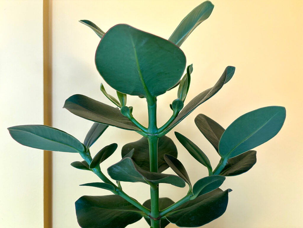 autograph tree