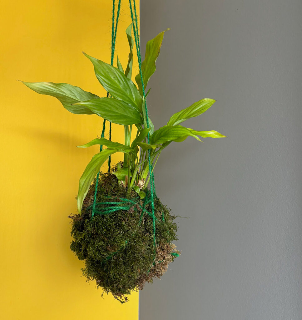 homemade kokedama