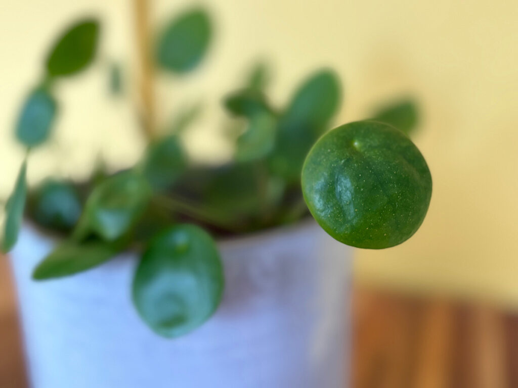 Chinese money plant