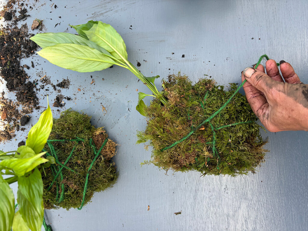 making kokedama
