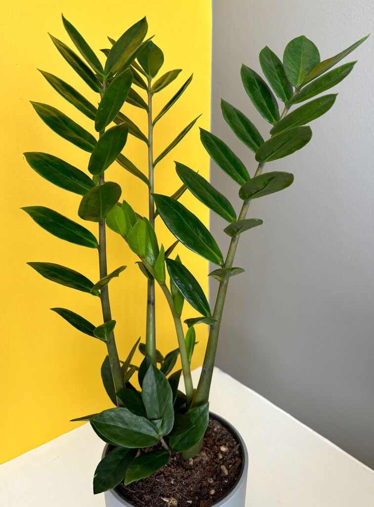 zz plant