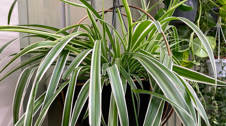 Chlorophytum comosum Variegateum