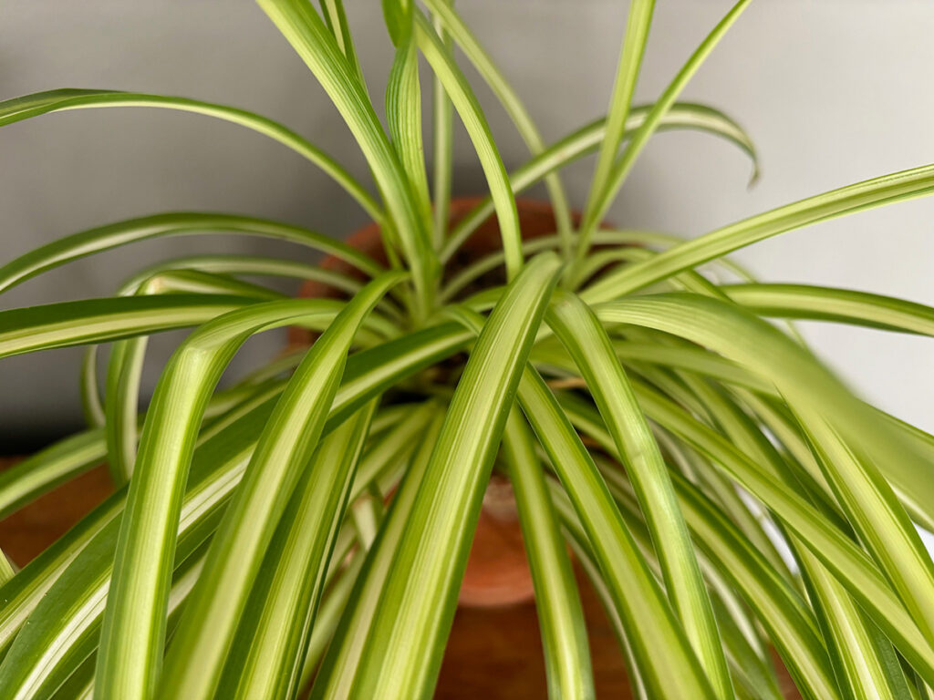 Chlorophytum comosum Vittatum