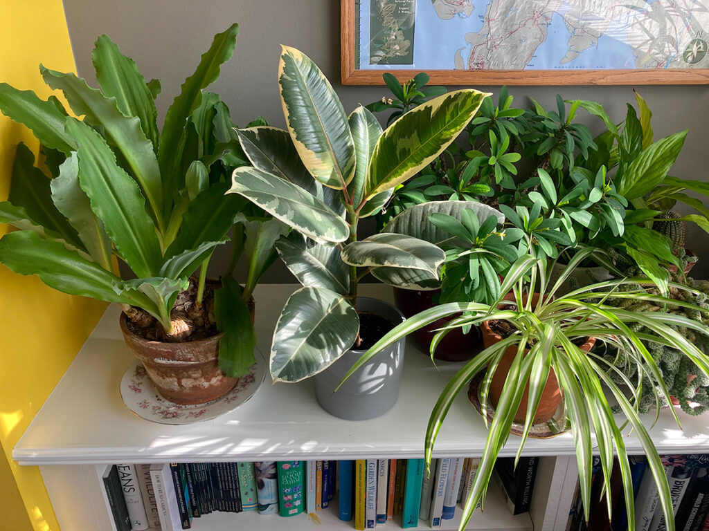 Grouped pots