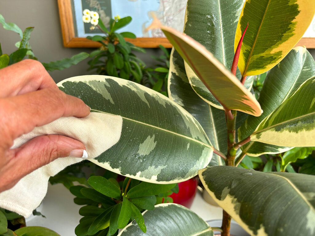 Dusting rubber plant leaves