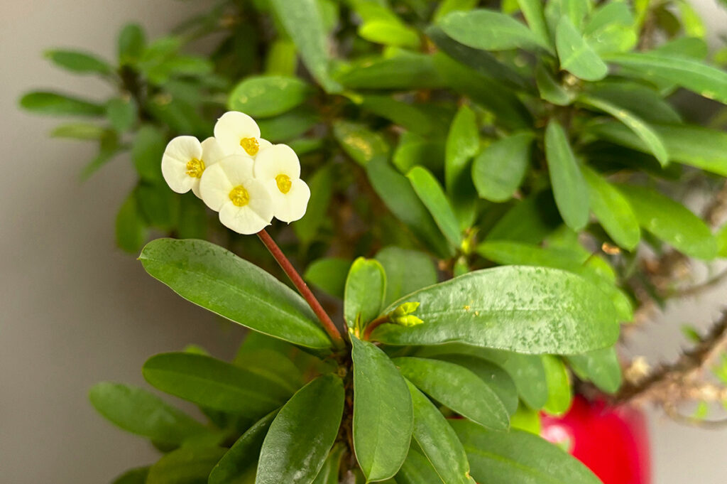 Crown of Thorns in flower
