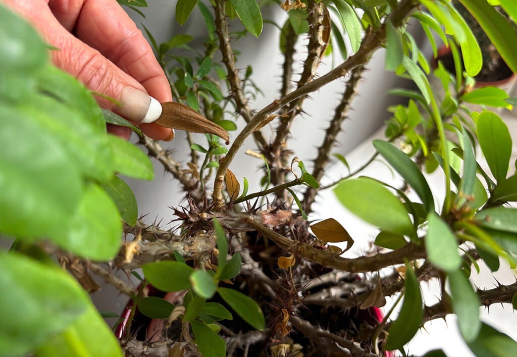 removing brown leaves of Crown of Thorns